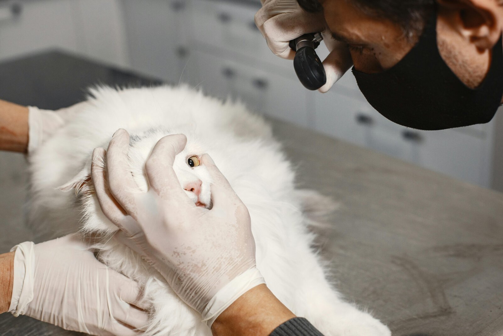 Veterinarian wearing black mask and gloves uses otoscope to examine white fluffy dog's ear during medical checkup